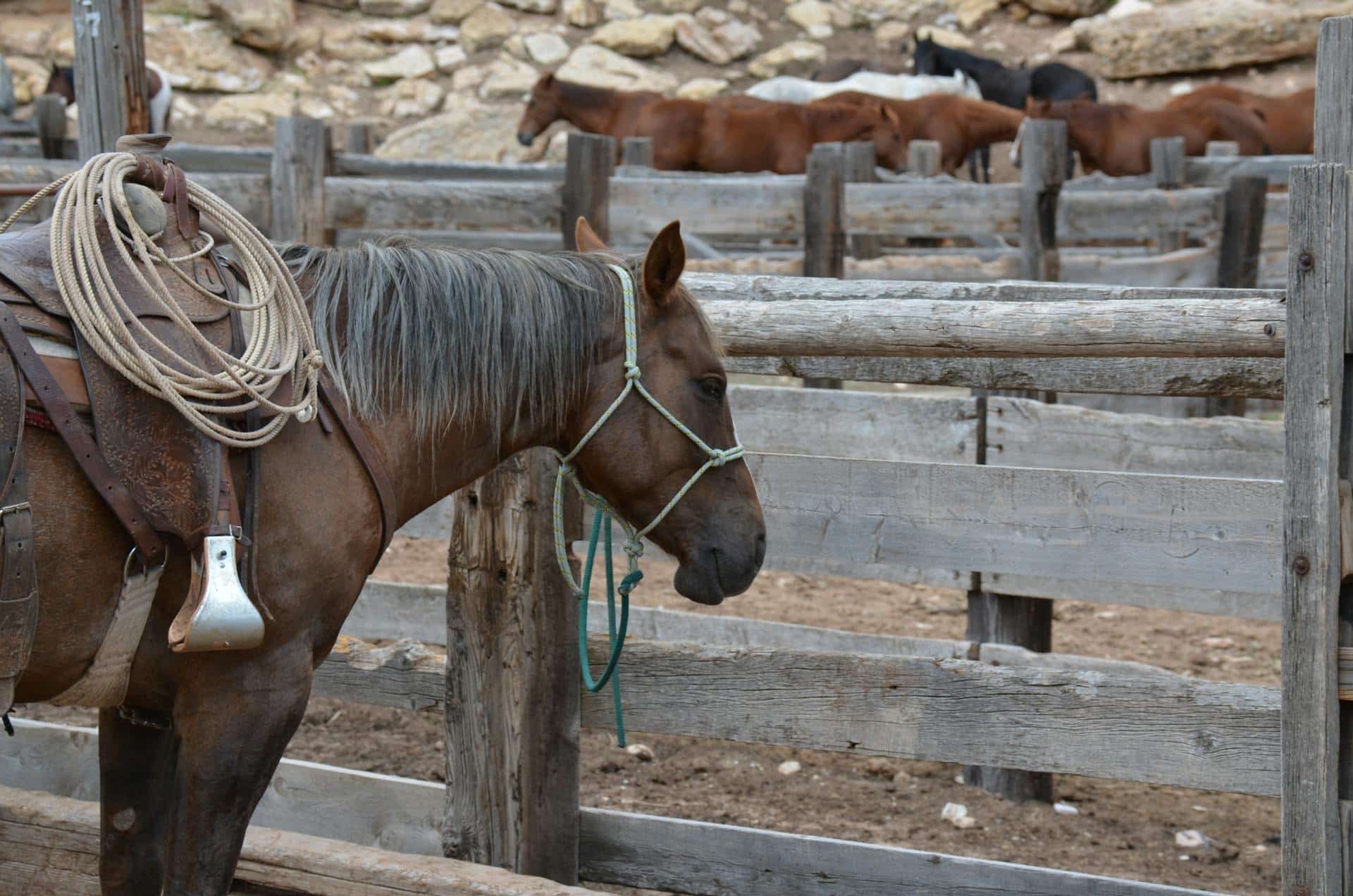 A brown horse in a fenced area in montana