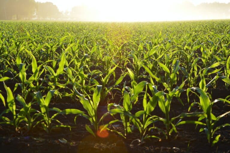 Corn Field during Daytime in nebraska