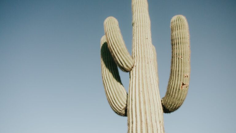A legal saguaro cactus against a blue sky in Arizona.