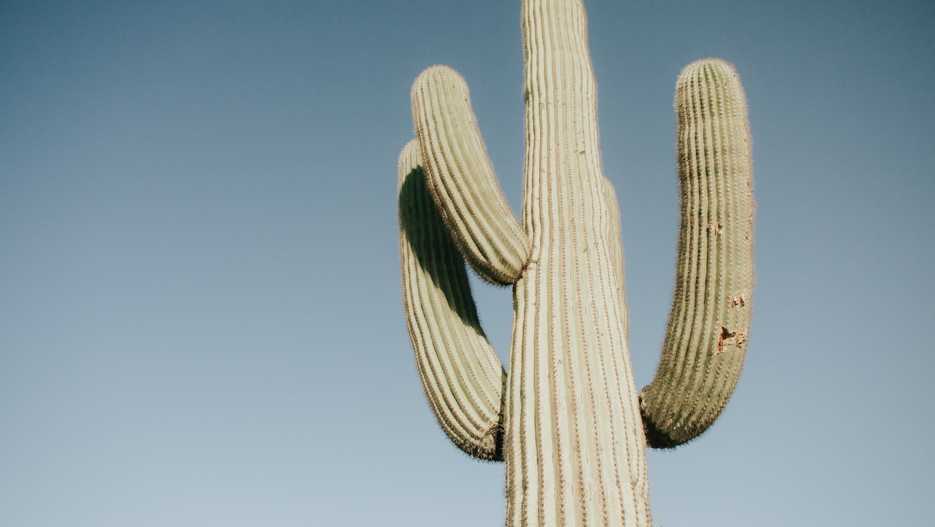 A legal saguaro cactus against a blue sky in Arizona.