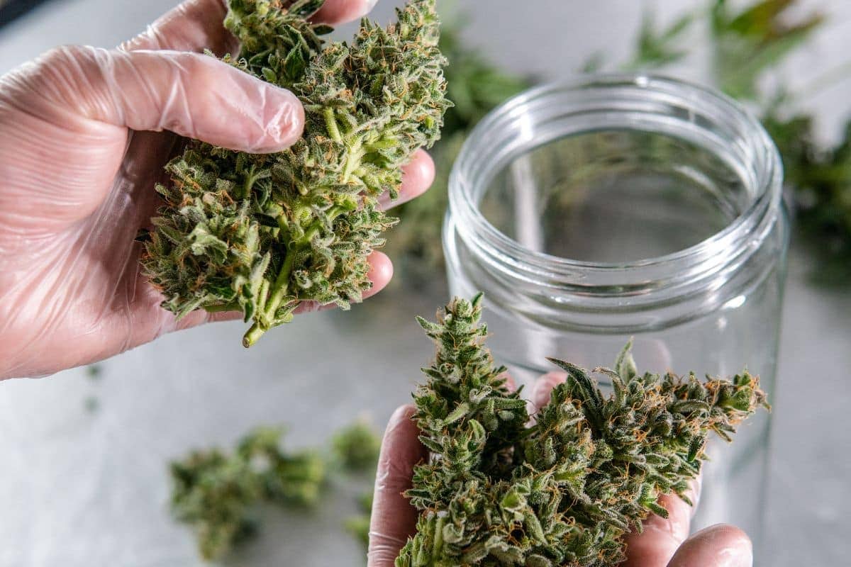 A person is holding a jar of marijuana, which contains cannabis flowers rich in THC.
