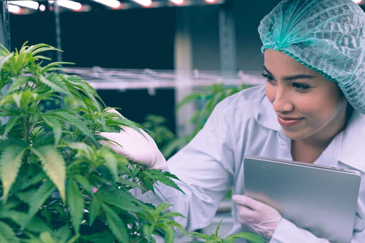 A lady happy after checking the quality of weed plant grown by them.