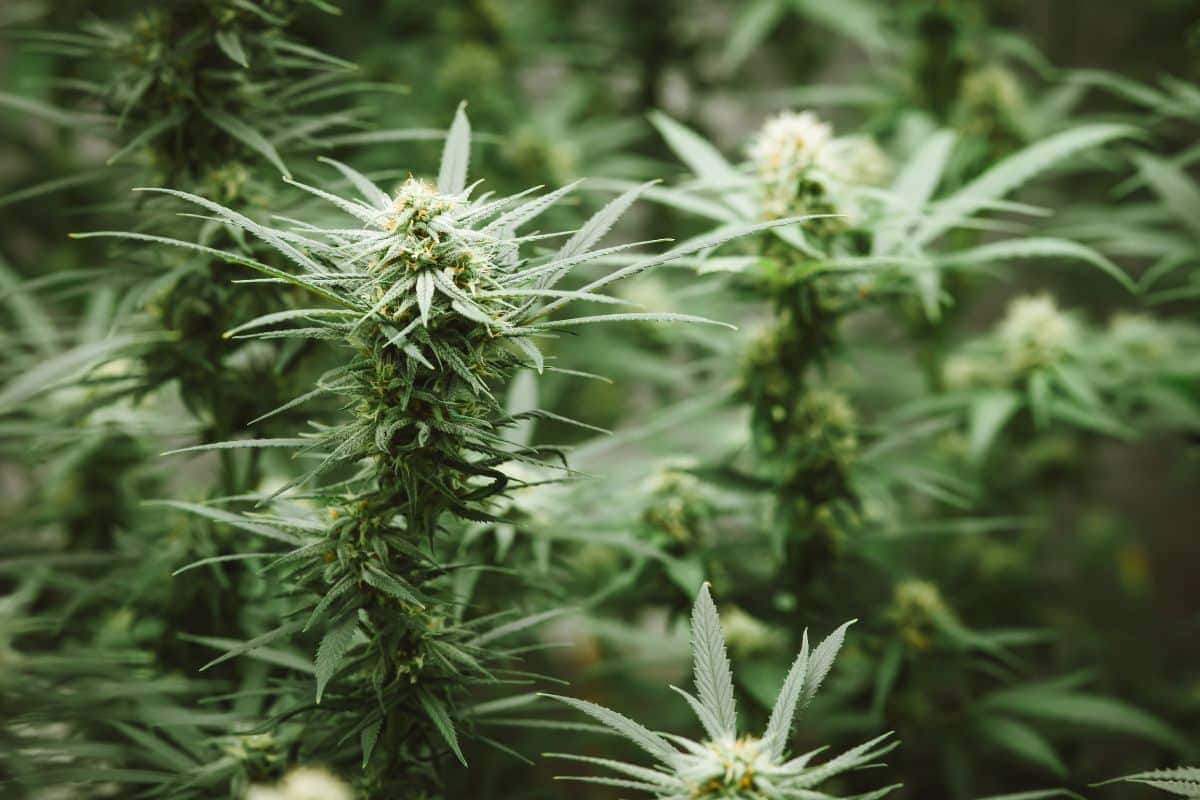 A picture of field having popcorn flower buds marijuana variants plant grown in it