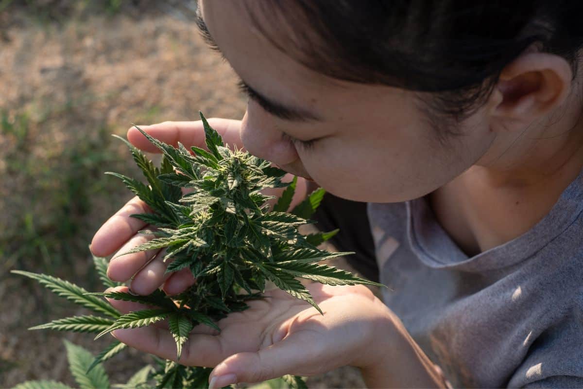 A woman is smelling weed to assess its quality