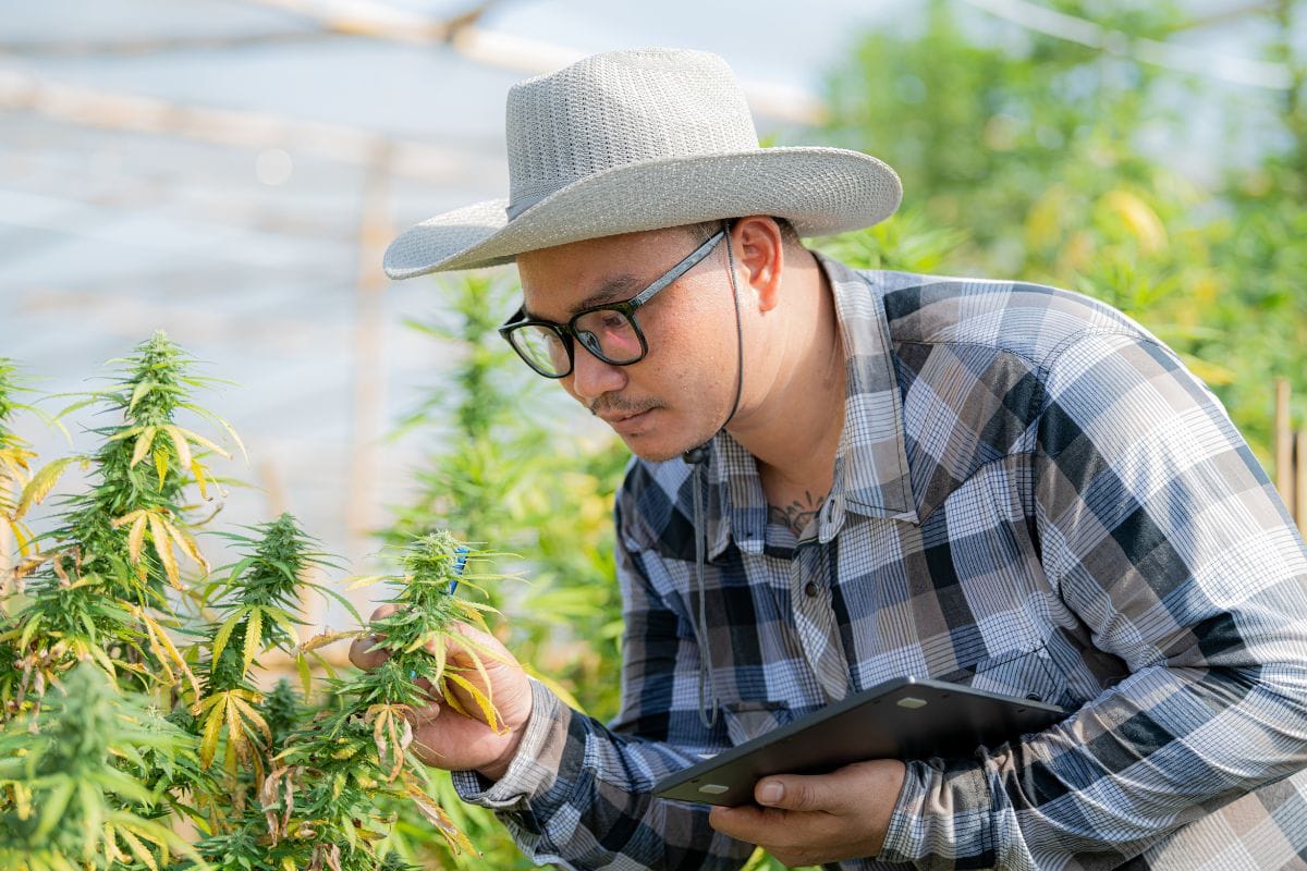 A man in a hat is identifying top-quality cannabis plants in a greenhouse.