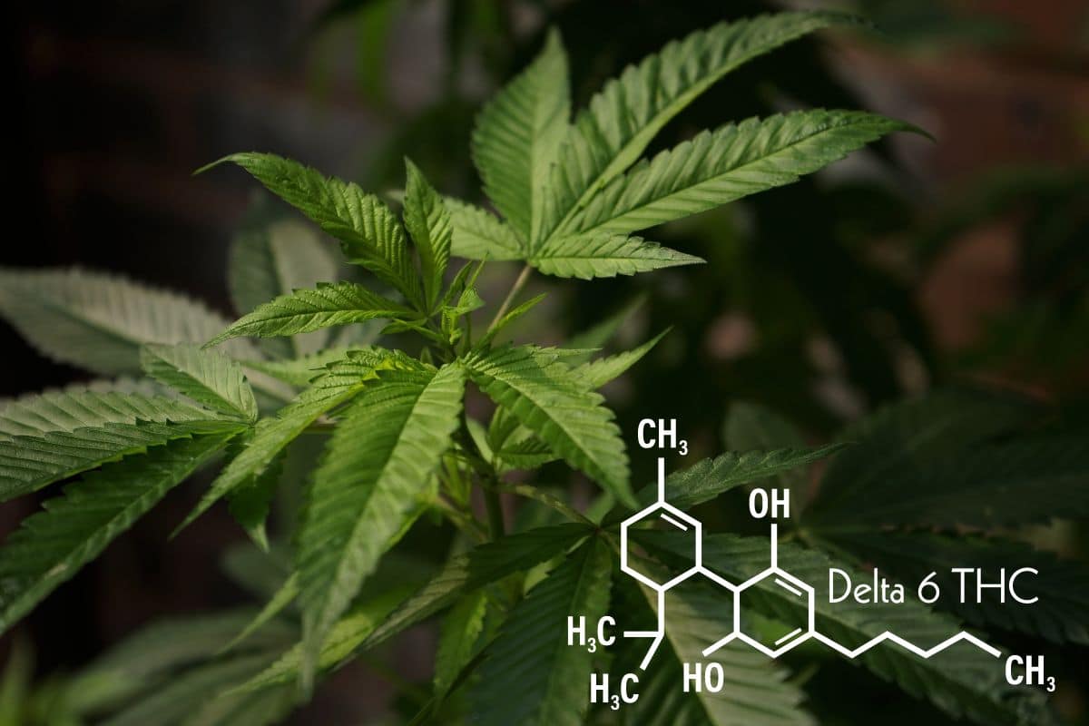 Delta 6 THC Chemical Formula