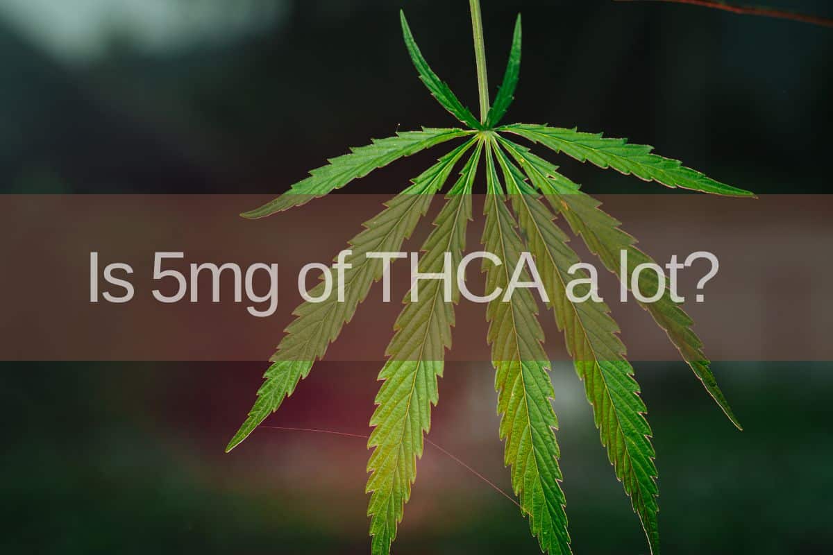 Is 5mg of THCa a lot banner
