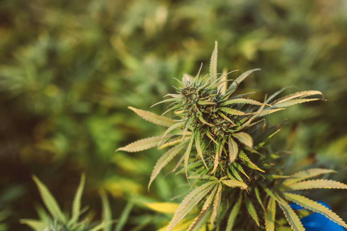 STIIIZY cannabis strain growing outdoors