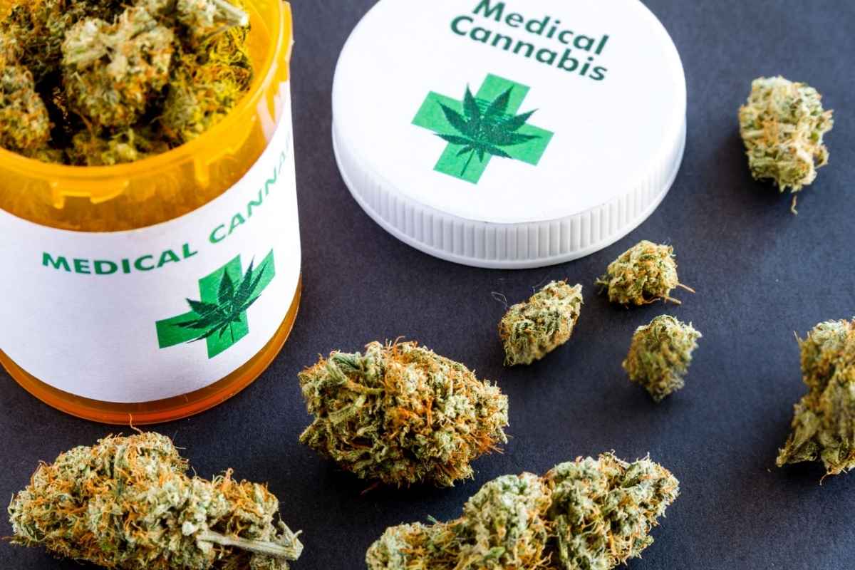 A collection of cannabis flowers used for medical benefits