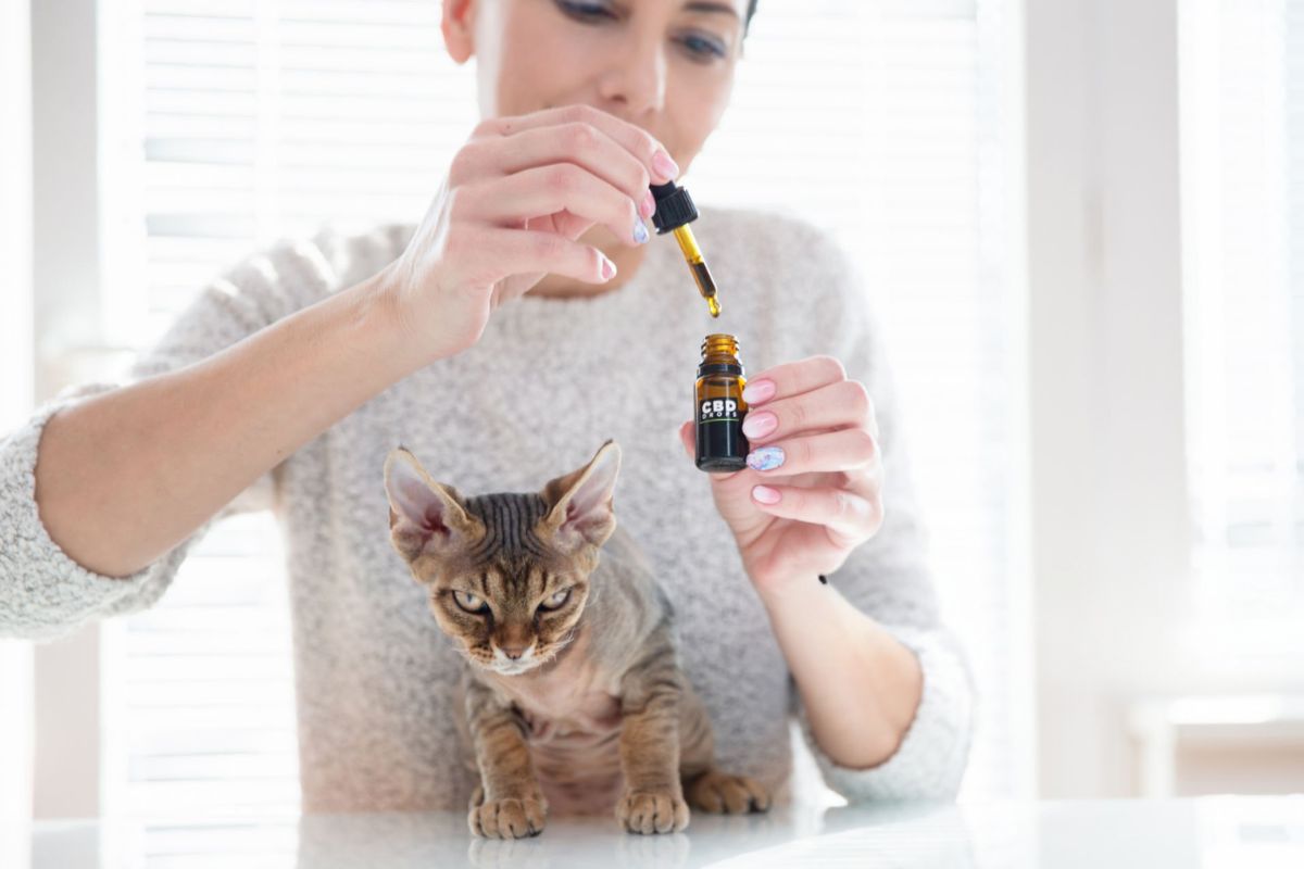 A lady is using a cannabis product on her cat as an alternative therapy
