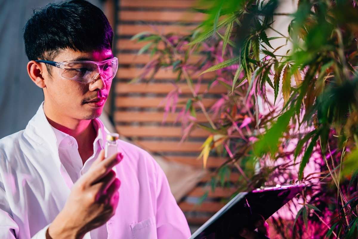 A researcher is taking a sample of THCA flower for further studies