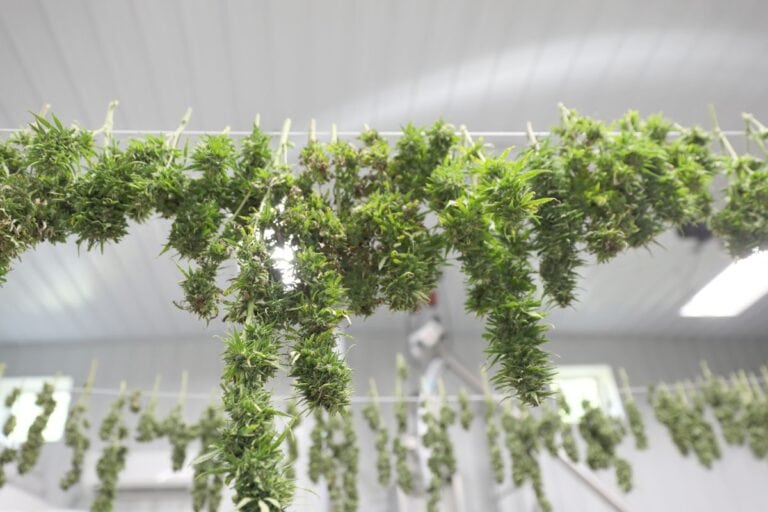 Cannabis leaves drying before CBD and THCa extraction
