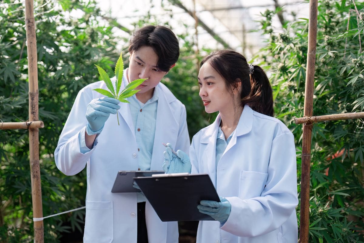 Two researchers are watching high-quality THCA flower being grown inside a polyhouse.