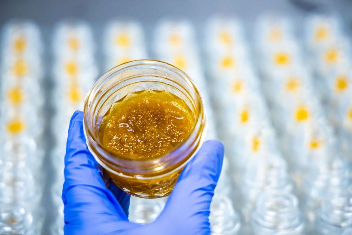 What is Live Sauce? Understanding the Trend in Cannabis Concentrates
