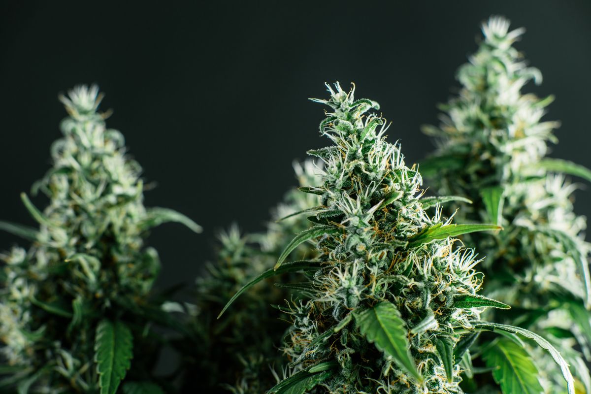 Indica strain cannabis plant grown inside a lab