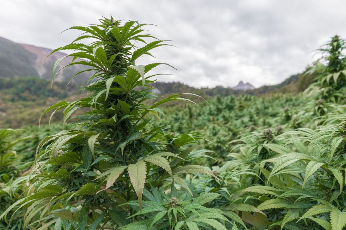 Trainwreck strain cannabis plant cultivated in a field