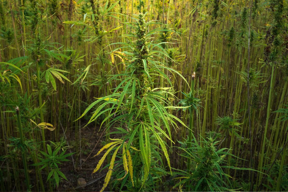 A bad weed plant with yellow color leaves shown in the image