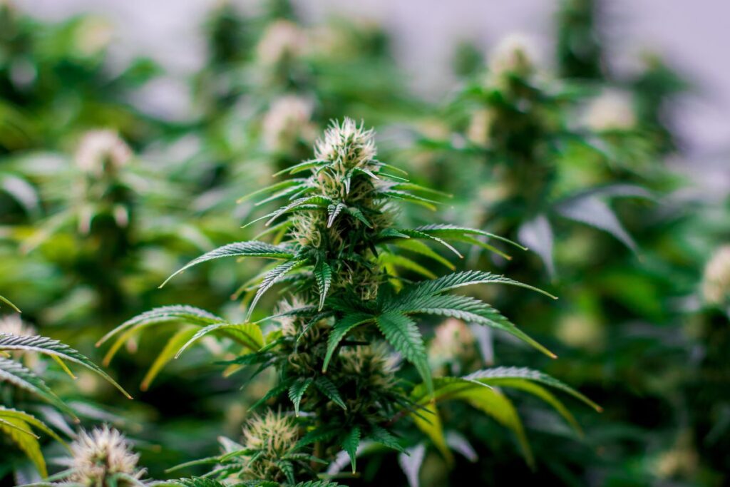 THCa hemp flower plant