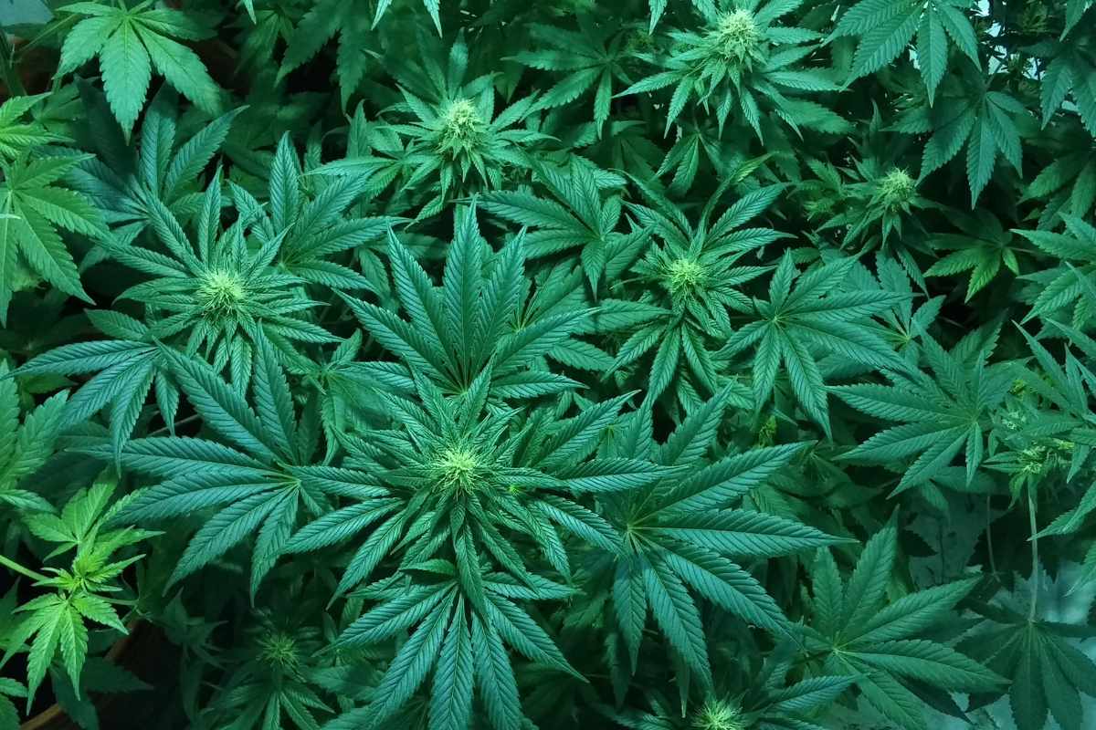 A marijuana plant with high levels of sticky weed strains
