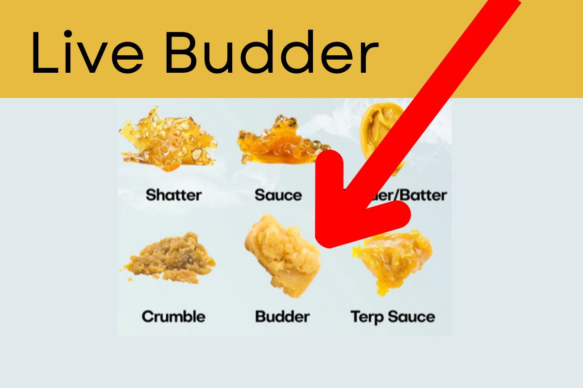 Cannabis concentrates in comparison with live budder