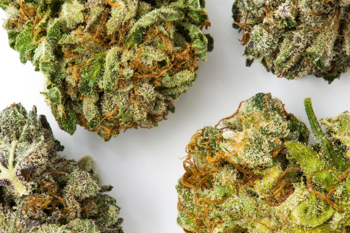 Multiple weed strains shown in the image
