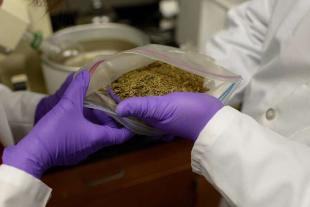 Two people in lab coats examine plant material, possibly Kratom products, in a resealable plastic bag. Both wear purple latex gloves and are in a laboratory setting, suggesting a scientific analysis or research activity focused on uncovering the potential benefits.