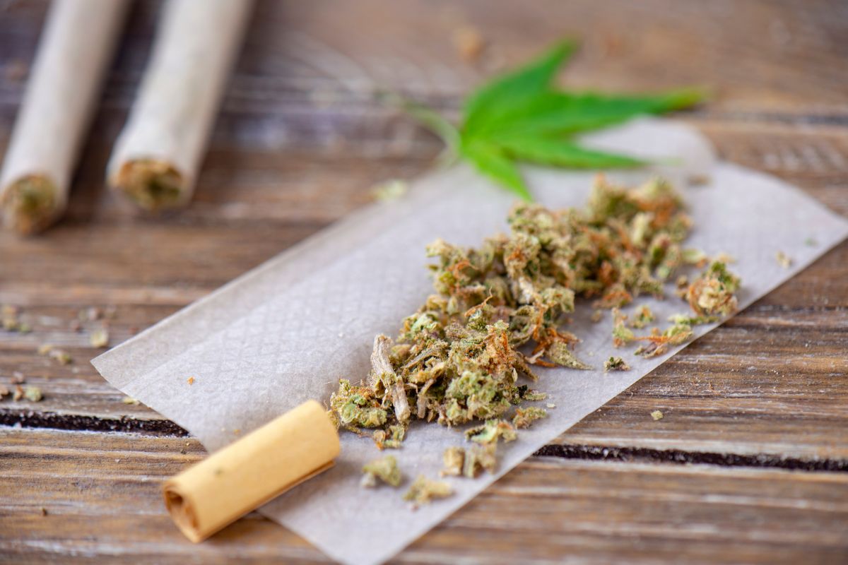 The image shows a joint filter resting on rolling paper with crushed cannabis flower