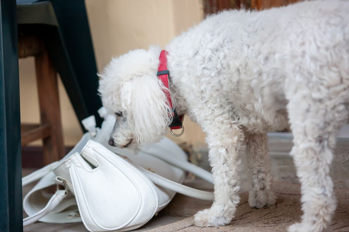 A dog smelling the bag for vapes