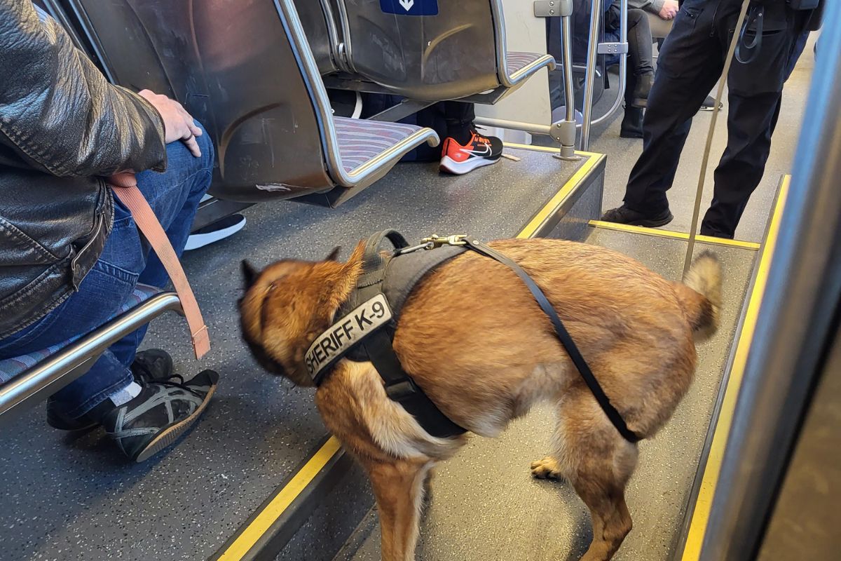 A drug dog detecting vape pens