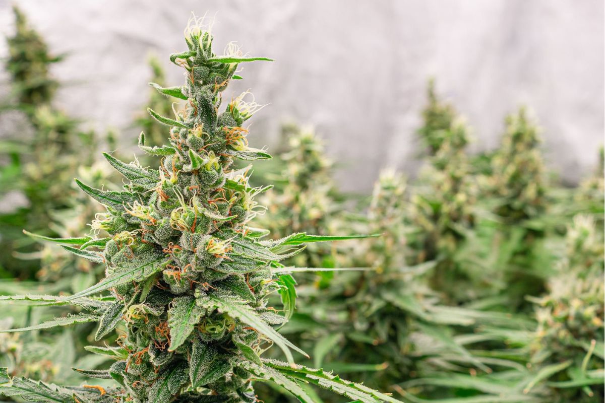 A high-quality THCP cannabis plant ready for cultivation