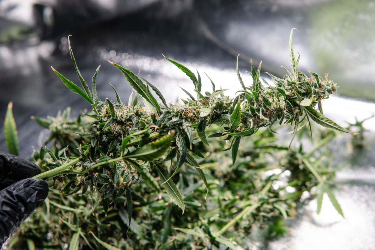 A high quality cannabis plant kept to extract thca and thcb from it