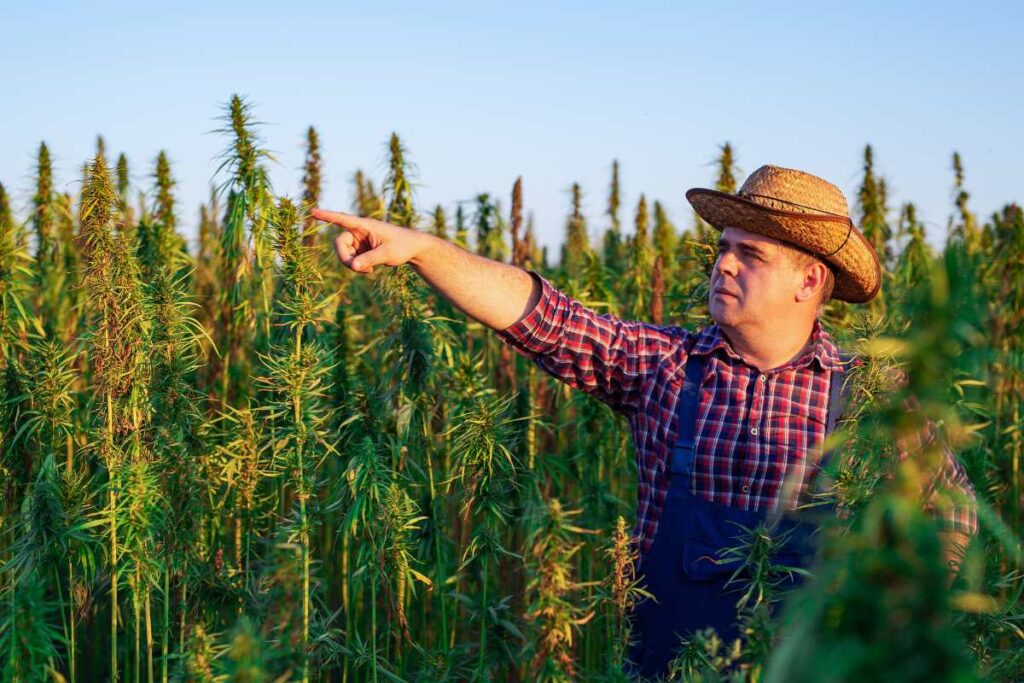 Person cultivating hemp in an open field
