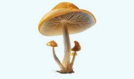 Shop Shrooms