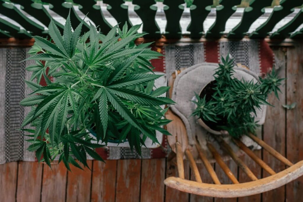 A cannabis plant grown at home for medical use