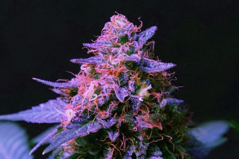 A cannabis plant rich in linalool is shown in the image
