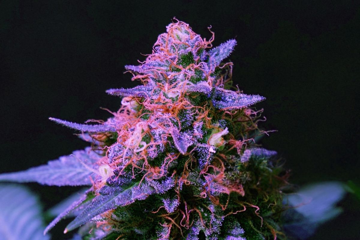 A cannabis plant rich in linalool is shown in the image