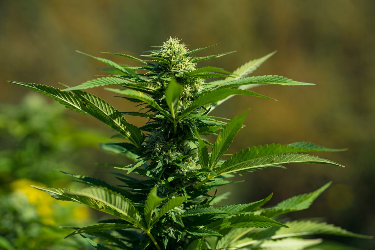 A cannabis plant to extract TAC from it