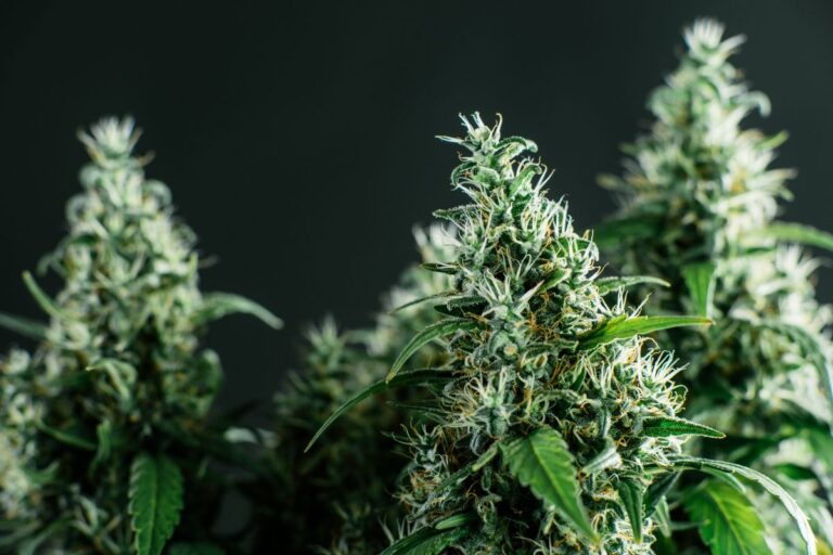 A collection of Sativa strain cannabis plants kept together