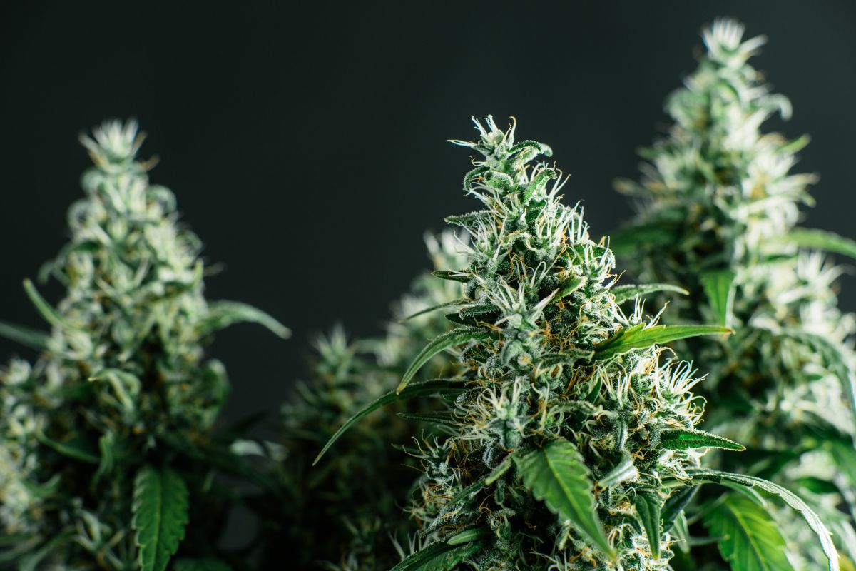 A collection of Sativa strain cannabis plants kept together
