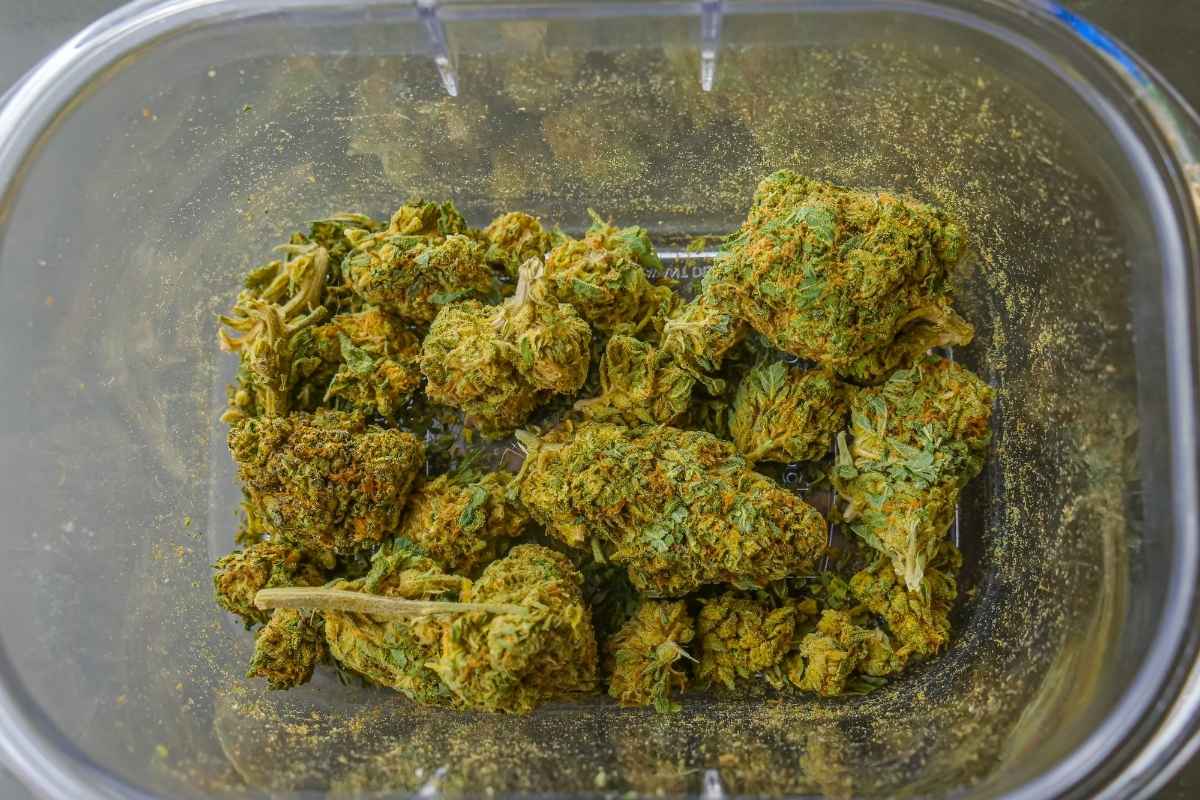 A collection of cannabis buds rich in THC