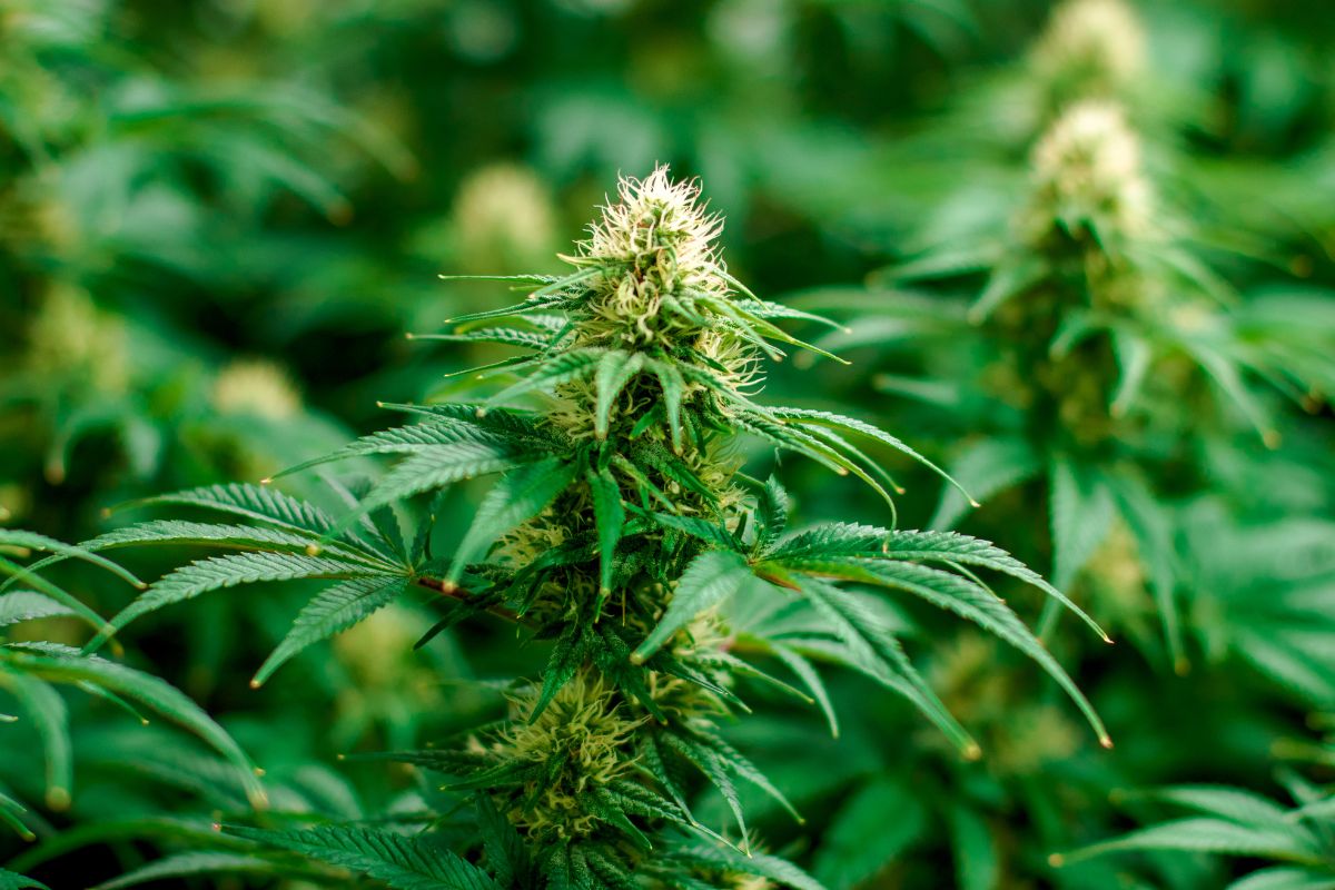 Is Delta 9 Real Weed? Understanding Its Legitimacy and Effects