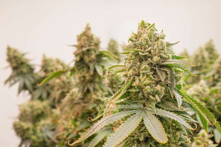 A collection of different cannabis plants grown indoors, rich in THCA and CBDA