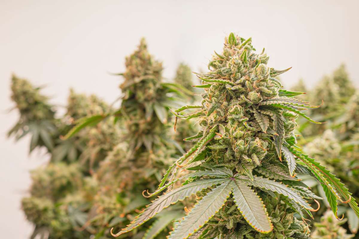 A collection of different cannabis plants grown indoors, rich in THCA and CBDA