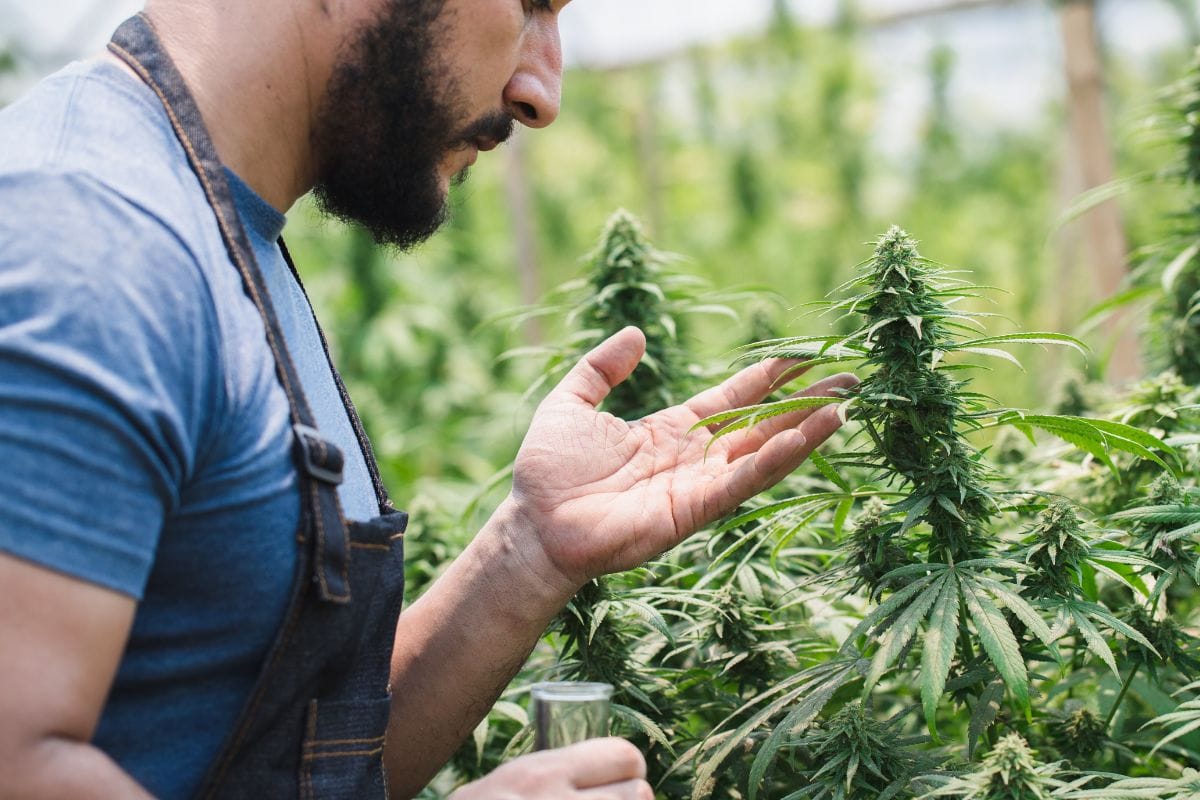 A person conducting a test to measure linalool content in a cannabis plant