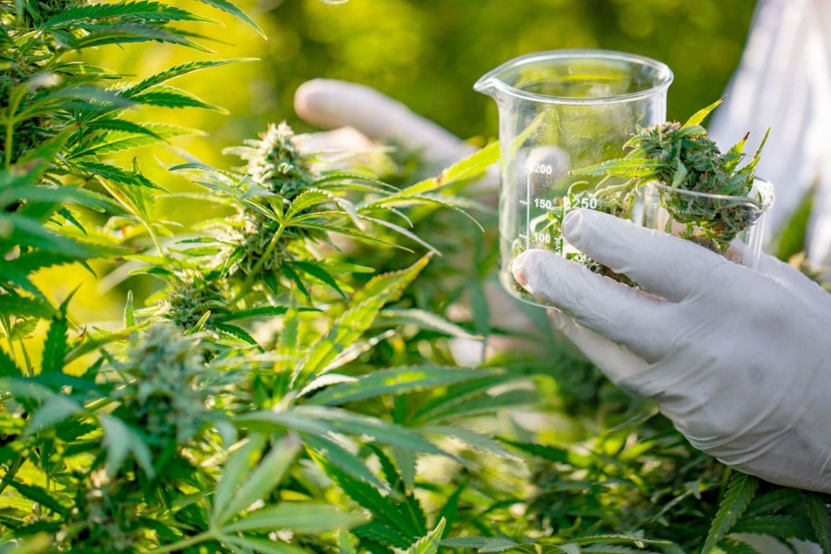 A person harvesting flowers from a cannabis plant