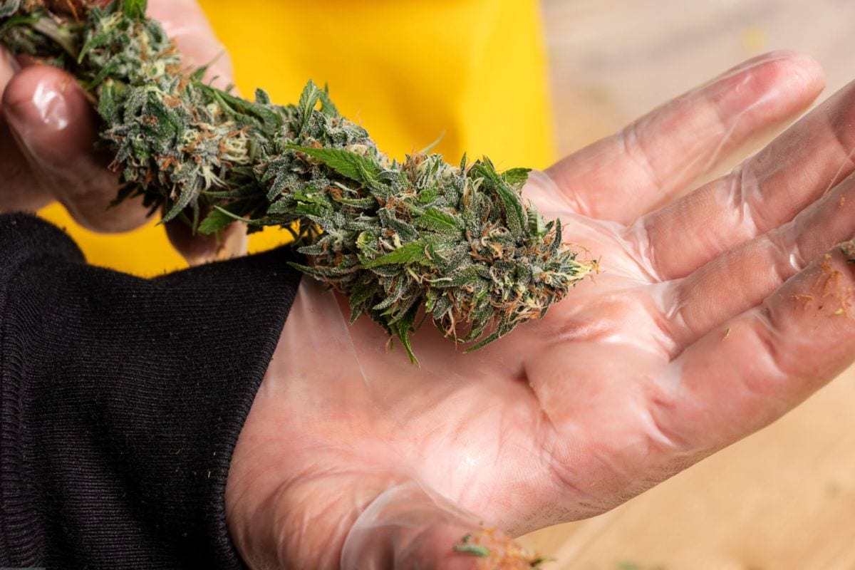 A person holding frozen cannabis plant to extract live resin from it