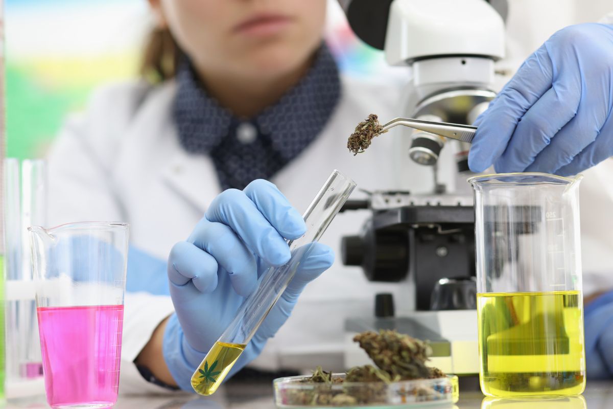 A researcher is testing the amount of THC present in a Delta-8 cannabis plant