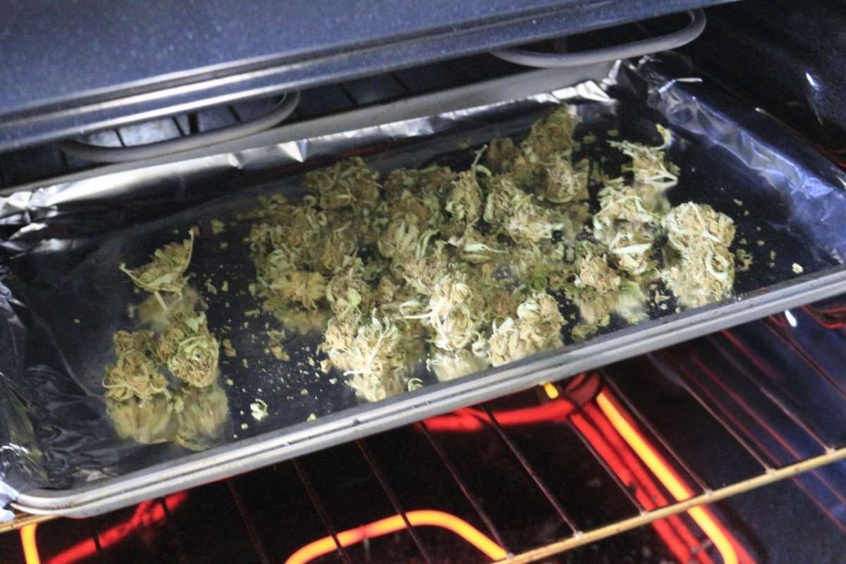 Cannabis flower buds are kept in an oven to convert THCA into THC