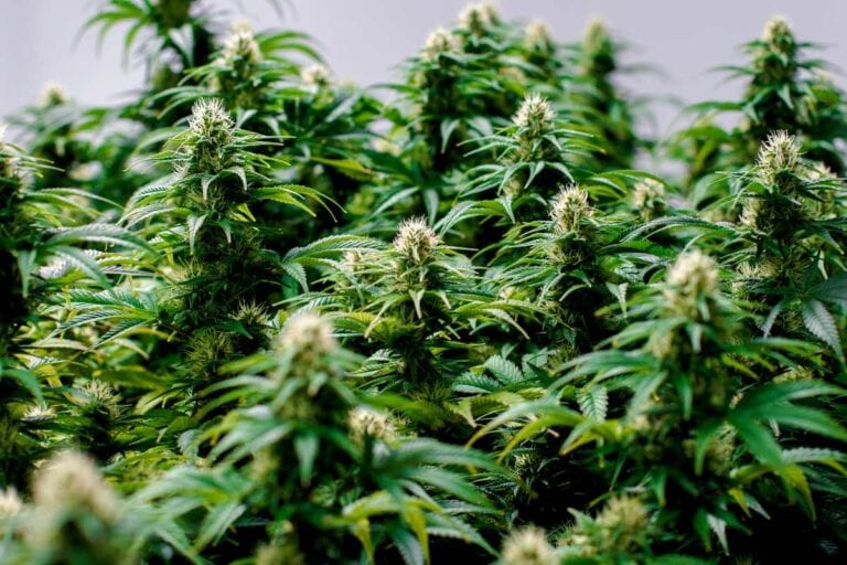 Cannabis plants cultivated for rich live resin extraction