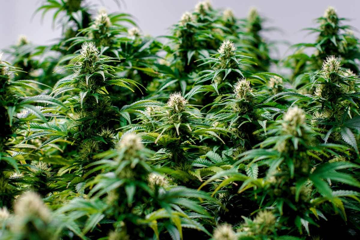 Cannabis plants cultivated for rich live resin extraction